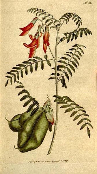 Sutherlandia frutescens published by William Curtis (1792)